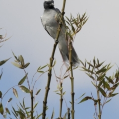 Coracina novaehollandiae at Amaroo, ACT - 2 Mar 2018 10:50 AM