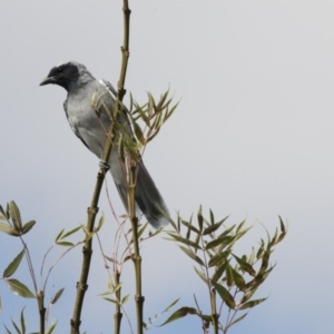 Coracina novaehollandiae at Amaroo, ACT - 2 Mar 2018 10:50 AM