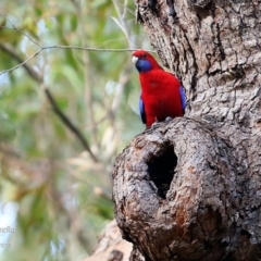 Platycercus elegans (Crimson Rosella) at Lake Conjola, NSW - 14 Jul 2015 by CharlesDove