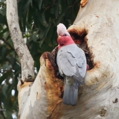 Eolophus roseicapilla (Galah) at Lake Conjola, NSW - 15 Jul 2015 by CharlesDove