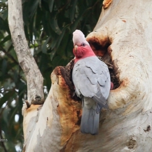 Eolophus roseicapilla at Lake Conjola, NSW - 15 Jul 2015