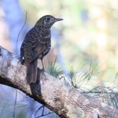 Zoothera lunulata (Bassian Thrush) at Lake Conjola, NSW - 2 Jul 2015 by CharlesDove