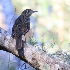 Zoothera lunulata at Lake Conjola, NSW - 2 Jul 2015