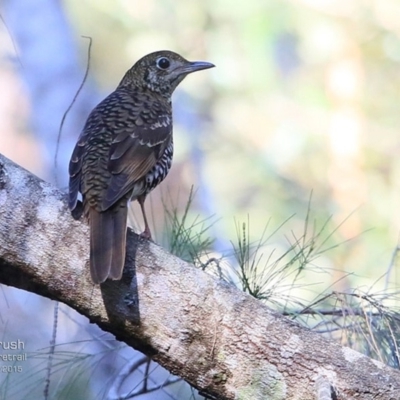 Zoothera lunulata (Bassian Thrush) at Lake Conjola, NSW - 2 Jul 2015 by CharlesDove