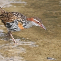 Gallirallus philippensis (Buff-banded Rail) at Burrill Lake, NSW - 4 Jul 2015 by CharlesDove