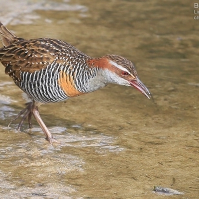 Gallirallus philippensis (Buff-banded Rail) at Wairo Beach and Dolphin Point - 3 Jul 2015 by Charles Dove