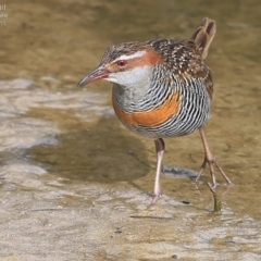 Gallirallus philippensis at Burrill Lake, NSW - 4 Jul 2015 12:00 AM