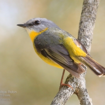 Eopsaltria australis (Eastern Yellow Robin) at Wairo Beach and Dolphin Point - 3 Jul 2015 by Charles Dove