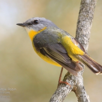 Eopsaltria australis (Eastern Yellow Robin) at Burrill Lake, NSW - 4 Jul 2015 by CharlesDove