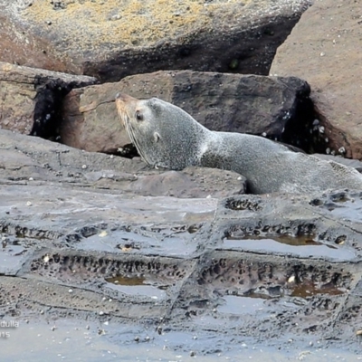 Arctocephalus pusillus doriferus (Australian Fur-seal) at Undefined - 30 Jun 2015 by CharlesDove