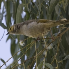 Ptilotula penicillata (White-plumed Honeyeater) at Amaroo, ACT - 2 Mar 2018 by Alison Milton