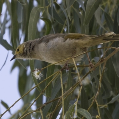 Ptilotula penicillata (White-plumed Honeyeater) at Yerrabi Pond - 2 Mar 2018 by Alison Milton