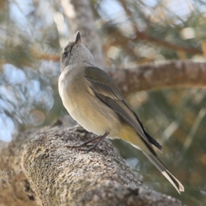 Pachycephala pectoralis at Lake Conjola, NSW - 3 Jul 2015