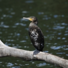 Phalacrocorax carbo (Great Cormorant) at Yerrabi Pond - 2 Mar 2018 by Alison Milton