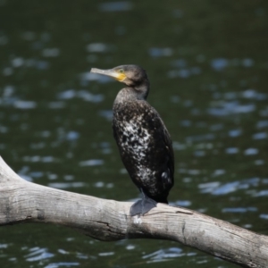 Phalacrocorax carbo at Amaroo, ACT - 2 Mar 2018 11:21 AM