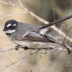 Rhipidura albiscapa (Grey Fantail) at Lake Conjola, NSW - 2 Jul 2015 by Charles Dove