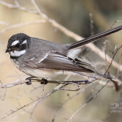 Rhipidura albiscapa (Grey Fantail) at Lake Conjola, NSW - 3 Jul 2015 by CharlesDove