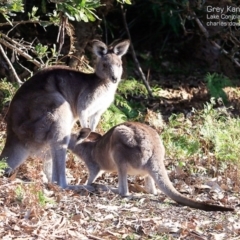 Macropus giganteus (Eastern Grey Kangaroo) at Lake Conjola, NSW - 3 Jul 2015 by CharlesDove