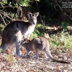 Macropus giganteus (Eastern Grey Kangaroo) at Lake Conjola, NSW - 2 Jul 2015 by Charles Dove