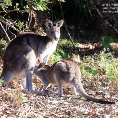 Macropus giganteus (Eastern Grey Kangaroo) at Lake Conjola, NSW - 2 Jul 2015 by Charles Dove