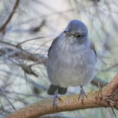 Colluricincla harmonica (Grey Shrikethrush) at Wairo Beach and Dolphin Point - 3 Jul 2015 by Charles Dove