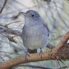 Colluricincla harmonica at Burrill Lake, NSW - 4 Jul 2015 12:00 AM