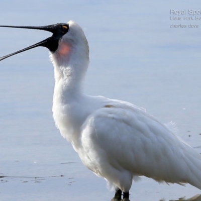Platalea regia (Royal Spoonbill) at Wairo Beach and Dolphin Point - 4 Jul 2015 by Charles Dove