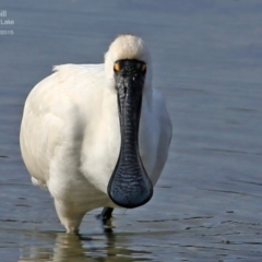 Platalea regia at Burrill Lake, NSW - 5 Jul 2015 12:00 AM