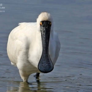 Platalea regia at Burrill Lake, NSW - 5 Jul 2015 12:00 AM