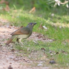 Ptilonorhynchus violaceus (Satin Bowerbird) at Burrill Lake, NSW - 3 Jul 2015 by Charles Dove