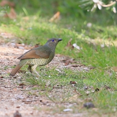 Ptilonorhynchus violaceus (Satin Bowerbird) at Wairo Beach and Dolphin Point - 3 Jul 2015 by Charles Dove