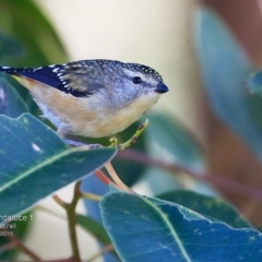 Pardalotus punctatus (Spotted Pardalote) at Conjola Bushcare - 2 Jul 2015 by CharlesDove