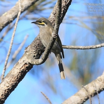 Caligavis chrysops (Yellow-faced Honeyeater) at Lake Conjola, NSW - 2 Jul 2015 by Charles Dove