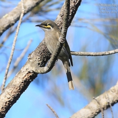 Caligavis chrysops (Yellow-faced Honeyeater) at Lake Conjola, NSW - 3 Jul 2015 by CharlesDove