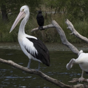 Pelecanus conspicillatus at Gungahlin, ACT - 2 Mar 2018