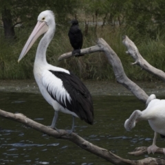 Pelecanus conspicillatus (Australian Pelican) at Yerrabi Pond - 2 Mar 2018 by Alison Milton