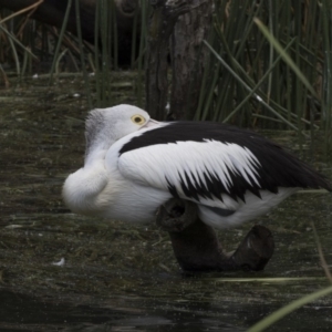 Pelecanus conspicillatus at Gungahlin, ACT - 2 Mar 2018 01:10 PM