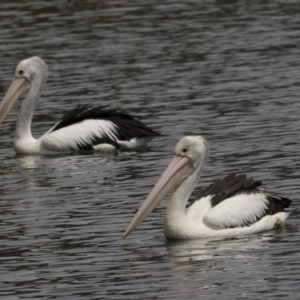 Pelecanus conspicillatus at Gungahlin, ACT - 2 Mar 2018 01:10 PM