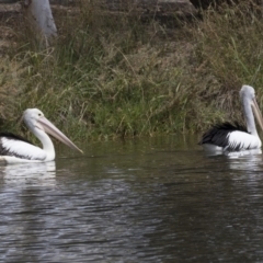 Pelecanus conspicillatus at Gungahlin, ACT - 2 Mar 2018