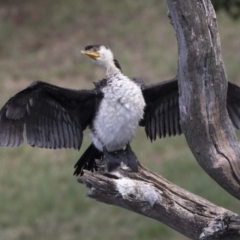 Microcarbo melanoleucos (Little Pied Cormorant) at Yerrabi Pond - 2 Mar 2018 by Alison Milton