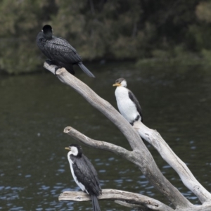 Microcarbo melanoleucos at Gungahlin, ACT - 2 Mar 2018