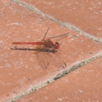 Diplacodes haematodes (Scarlet Percher) at Yerrabi Pond - 2 Mar 2018 by Alison Milton