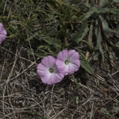 Convolvulus angustissimus subsp. angustissimus (Australian Bindweed) at Gungahlin, ACT - 2 Mar 2018 by Alison Milton