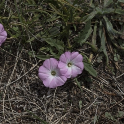 Convolvulus angustissimus subsp. angustissimus (Australian Bindweed) at Yerrabi Pond - 2 Mar 2018 by Alison Milton