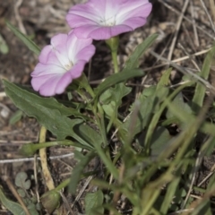 Convolvulus angustissimus subsp. angustissimus at Gungahlin, ACT - 2 Mar 2018