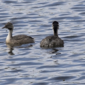 Poliocephalus poliocephalus at Amaroo, ACT - 2 Mar 2018 11:28 AM