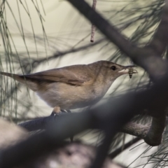 Acrocephalus australis (Australian Reed-Warbler) at Gungahlin, ACT - 1 Mar 2018 by Alison Milton