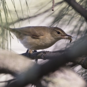 Acrocephalus australis at Gungahlin, ACT - 2 Mar 2018