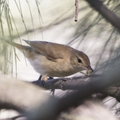 Acrocephalus australis at Gungahlin, ACT - 2 Mar 2018 10:01 AM