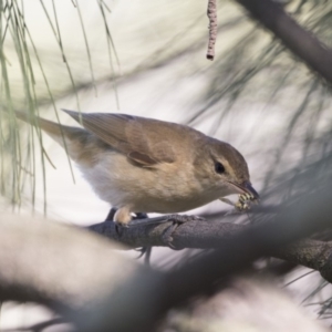 Acrocephalus australis at Gungahlin, ACT - 2 Mar 2018